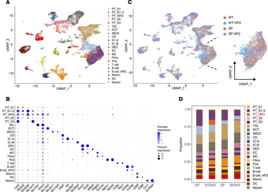 Population of injured PTCs is enriched in WTHFD mice.
(A) Uniform Manifo...