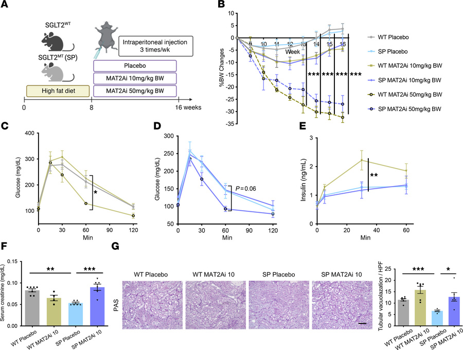 Inhibition of methionine enzyme, MAT2A, abrogates kidney protection in S...