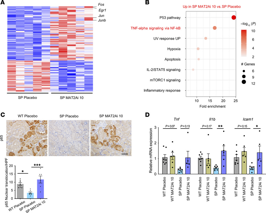 Inhibition of MAT2A modulates the tubular inflammatory phenotype in SPHF...