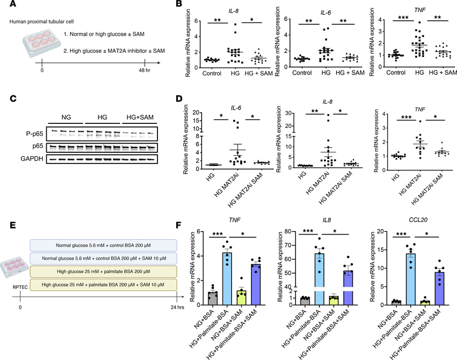 SAM supplementation inhibits HG-induced pathogenic phenotypes in human P...