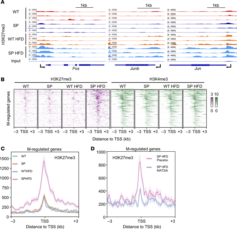 SPHFD mice exhibit increased repressive histone modification at M-regula...