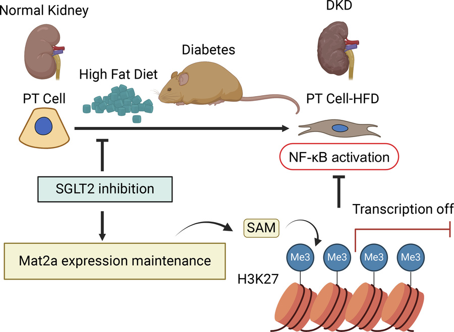 Working model for SGLT2 kidney protection under HFD metabolic stress.
St...