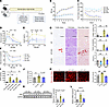 LOF of SGLT2 improved glucose intolerance and kidney injury.
