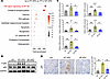 Inflammatory gene pathways are enriched in the PT-HFD cluster.