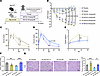 Inhibition of methionine enzyme, MAT2A, abrogates kidney protection in SPHF