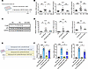 SAM supplementation inhibits HG-induced pathogenic phenotypes in human PTCs