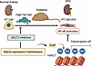 Working model for SGLT2 kidney protection under HFD metabolic stress.