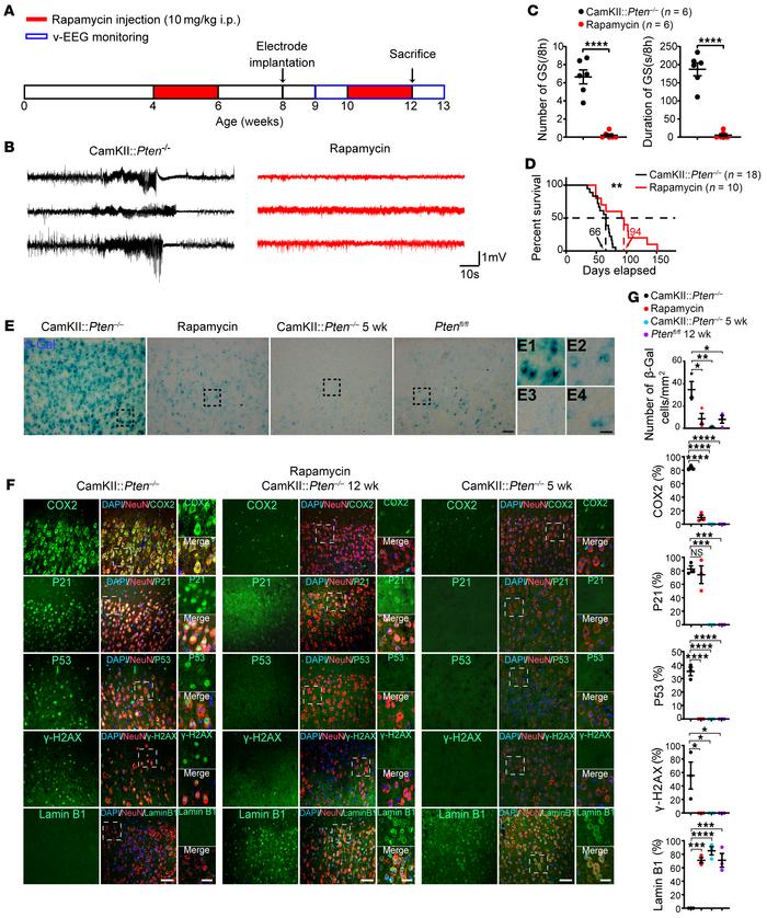 Neuronal senescent markers are induced by epileptic activities in mouse ...