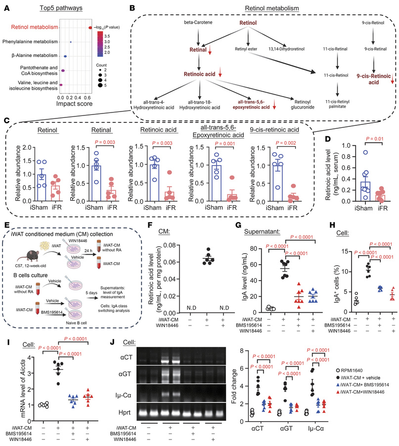 iWAT-secreted retinoic acid induces IgA class switching and IgA producti...