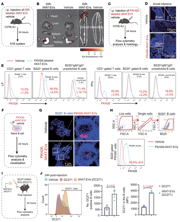 Enrichment of iWAT-EVs in LP and their uptake into B cells.
(A) Schemati...