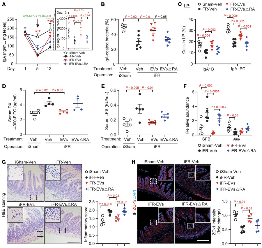 Reversal of dysregulated intestinal functions in mice with iWAT removal ...