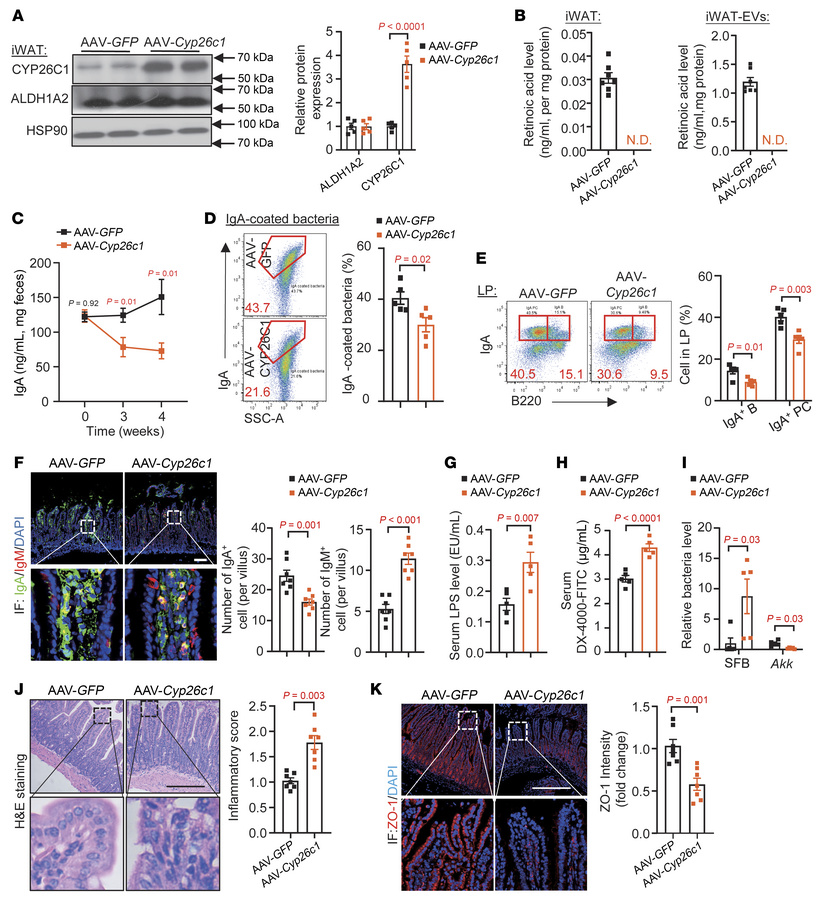 Reduction of IgA+ cell population in the LP of mice with AAV-Cyp26c1 inj...
