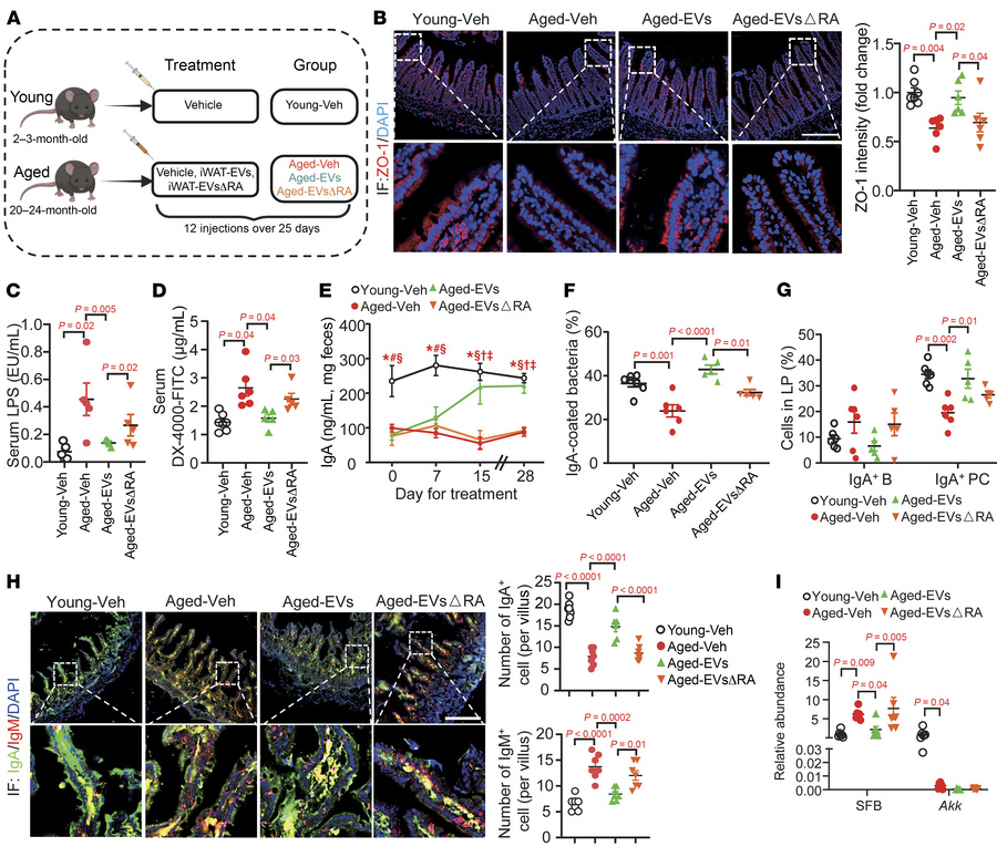 RA in iWAT-EVs rejuvenates intestinal B cells for IgA production in aged...