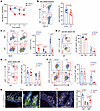 Reduction of IgA+ cell populations in the LP of iFR mice.