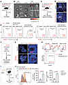 Enrichment of iWAT-EVs in LP and their uptake into B cells.