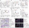 Reversal of dysregulated intestinal functions in mice with iWAT removal by