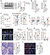 Reduction of IgA+ cell population in the LP of mice with AAV-Cyp26c1 inject