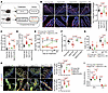 RA in iWAT-EVs rejuvenates intestinal B cells for IgA production in aged mi