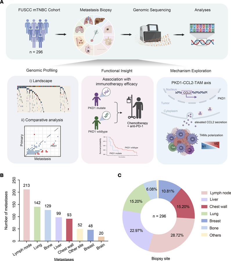 Schematic of the study and sample distribution.
(A) Schematic overview o...