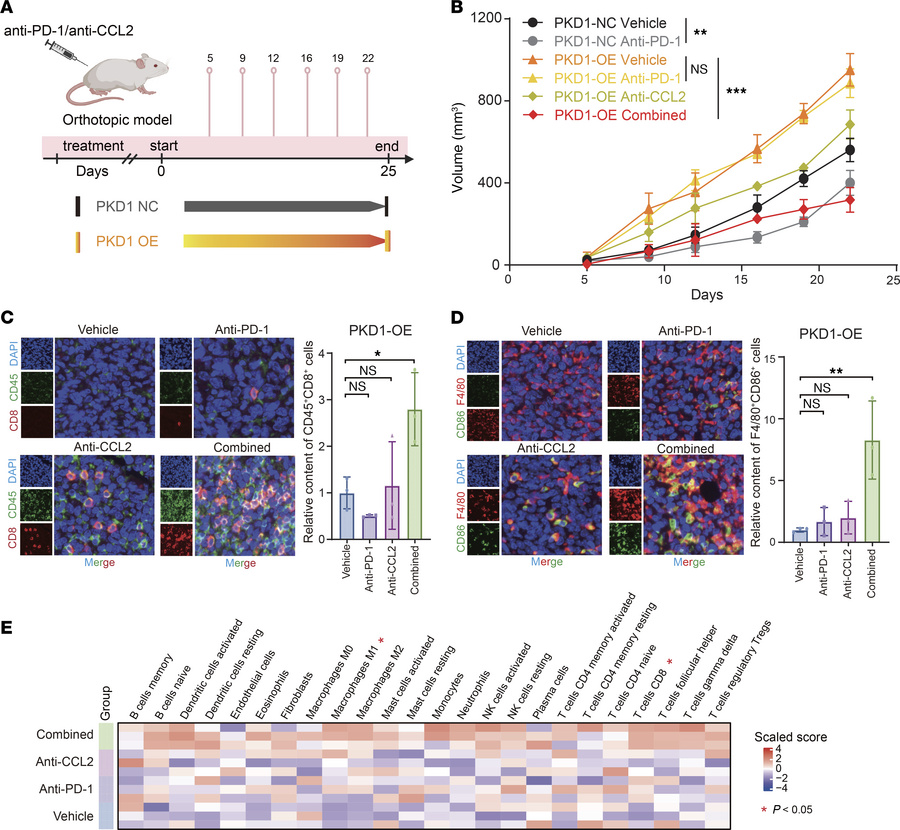 Targeting CCL2 overcomes PKD1-mediated immunotherapy resistance.
(A) Sch...