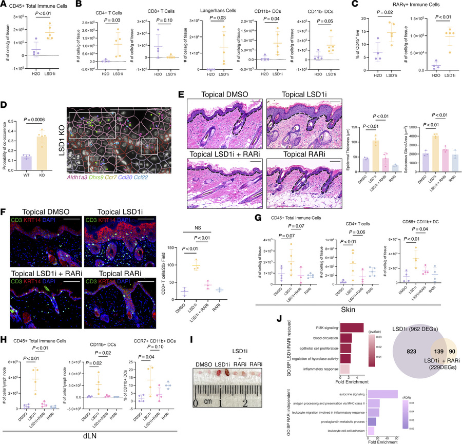 Epidermal phenotypes and immune infiltration upon LSD1 inhibition are de...