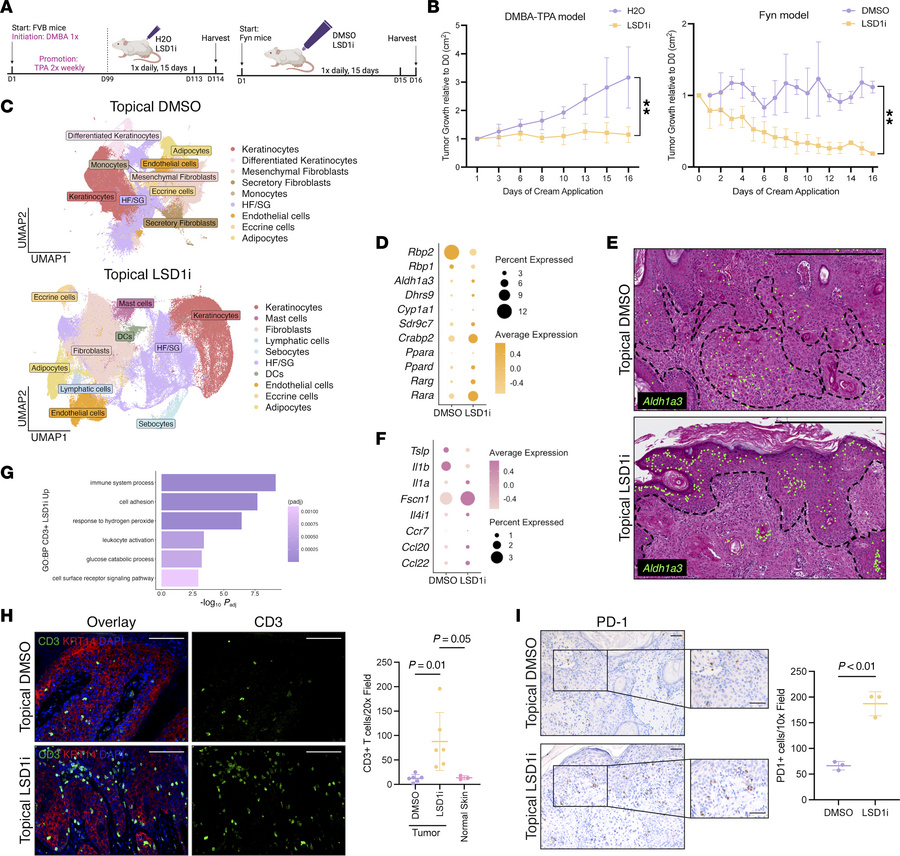 LSD1 inhibition modulates retinoid-immune pathways and restrains tumor g...