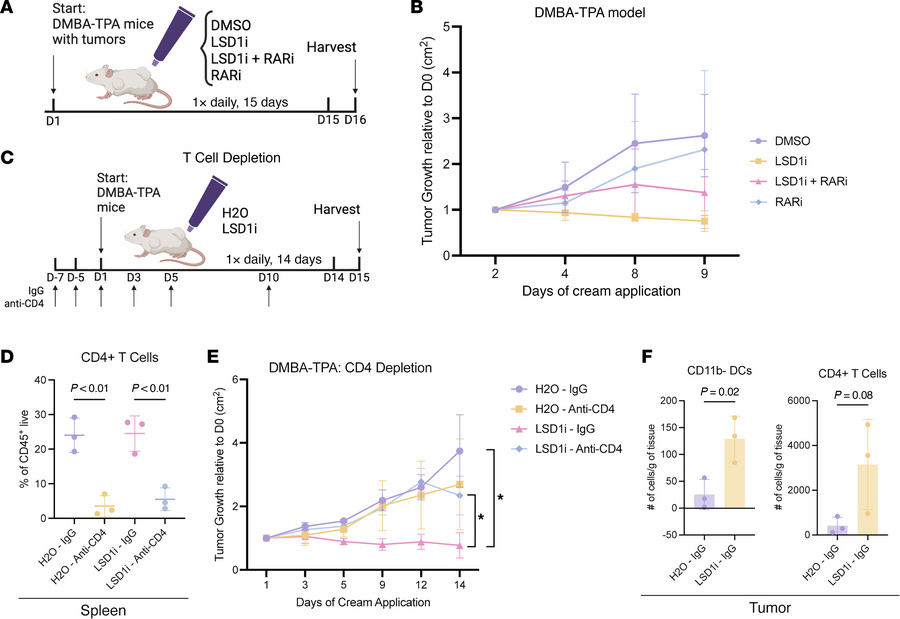LSD1i tumor growth restriction requires retinoid-immune signaling.
(A) S...