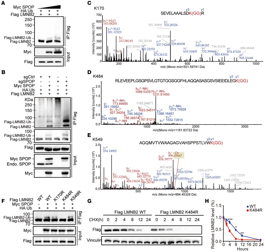 SPOP maintains LMNB2 protein level by promoting its mono-ubiquitination ...