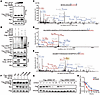 SPOP maintains LMNB2 protein level by promoting its mono-ubiquitination at