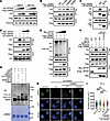 Lys484 mono-ubiquitination stabilizes LMNB2 by antagonizing WDR26-mediated
