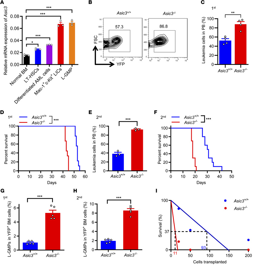 ASIC3 efficiently suppresses leukemogenesis.
(A) Asic3 mRNA levels in no...