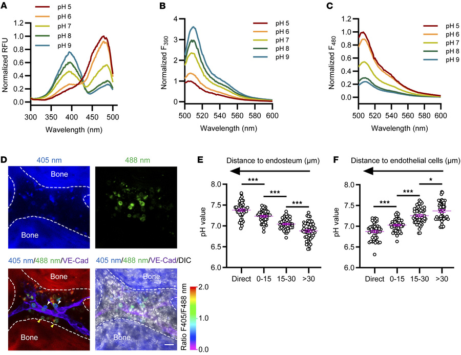 Establishment of a highly responsive, genetically encoded pH sensor for ...