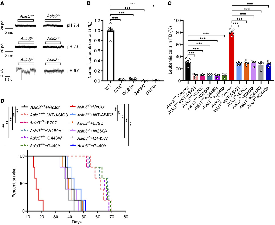 Noncanonical acid-ASIC3 signaling inhibits leukemogenesis.
(A) Whole-cel...