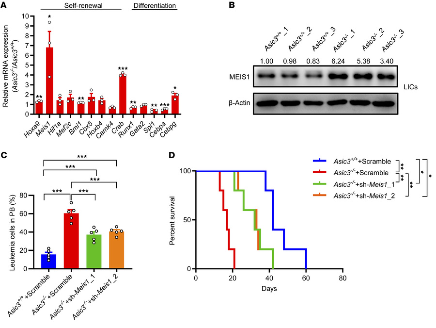 Acid-ASIC3 signaling downregulates MEIS1 level to inhibit leukemogenesis...