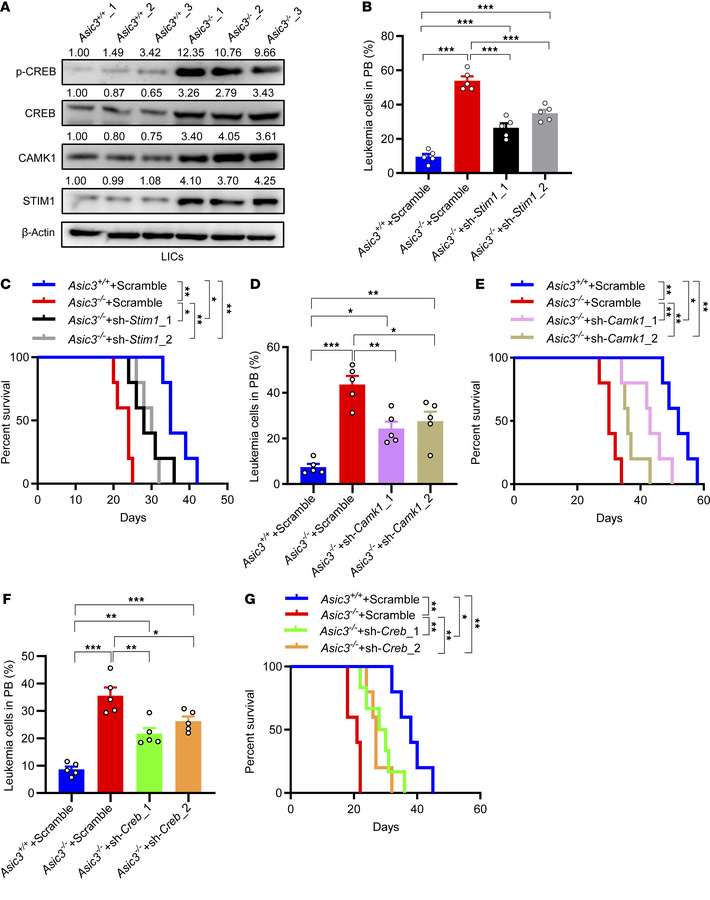 ASIC3 downregulates STIM1-CAMK1-CREB signaling to reduce the MEIS1 level...