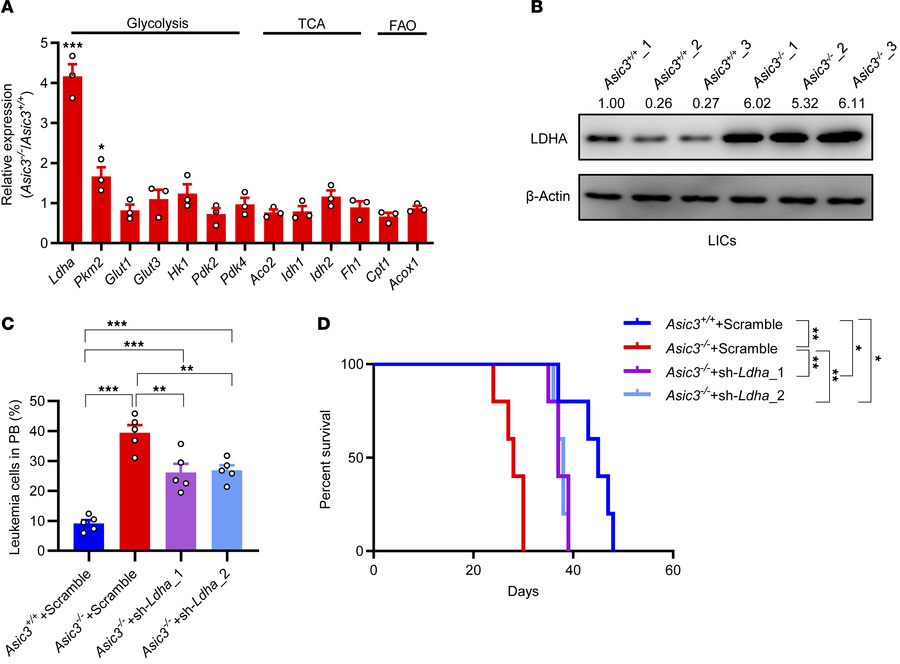 ASIC3 suppresses the glycolysis of LICs to delay the leukemogenesis.
(A)...