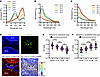 Establishment of a highly responsive, genetically encoded pH sensor for the