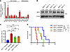 Acid-ASIC3 signaling downregulates MEIS1 level to inhibit leukemogenesis.