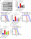 ASIC3 downregulates STIM1-CAMK1-CREB signaling to reduce the MEIS1 level.