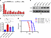ASIC3 suppresses the glycolysis of LICs to delay the leukemogenesis.