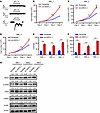 Acid-ASIC3 signaling inhibits the growth of human AML cell lines and LICs.