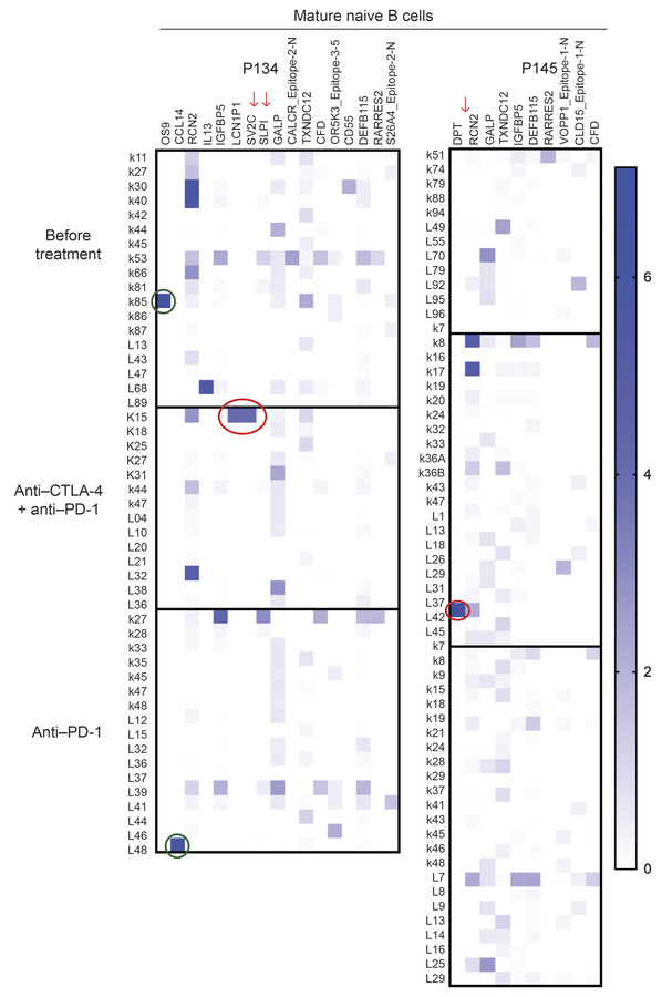 Autoreactive B cells induced by anti–CTLA-4 and anti–PD-1 combination th...