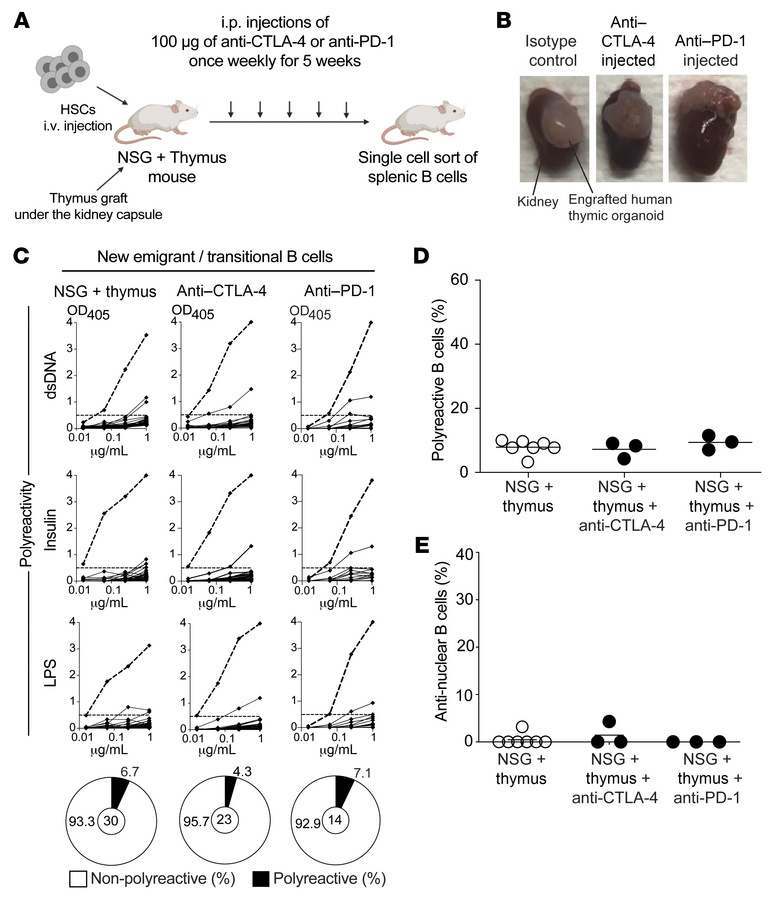Anti–CTLA-4 and anti–PD-1 do not interfere with the establishment of cen...