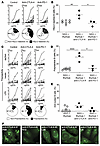 Anti–CTLA-4 injections induce an accumulation of autoreactive mature naive
