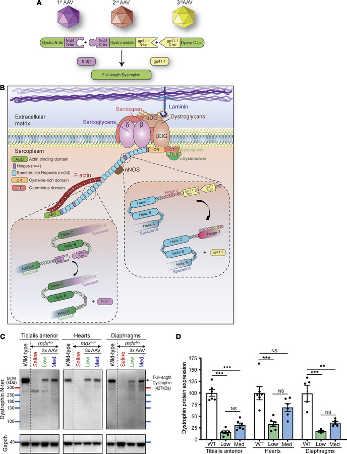 Efficient expression of full-length dystrophin in young mdx4cv mice.
(A)...