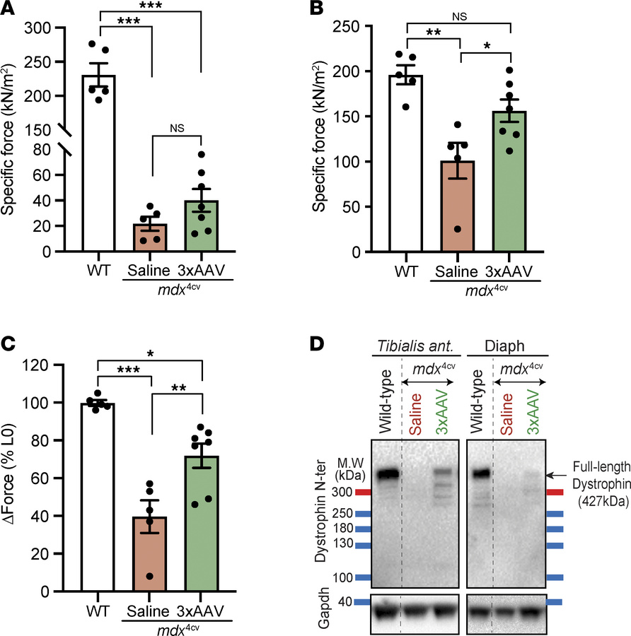 Expression of full-length dystrophin restores TA muscle defects in old a...