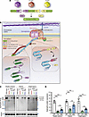 Efficient expression of full-length dystrophin in young mdx4cv mice.