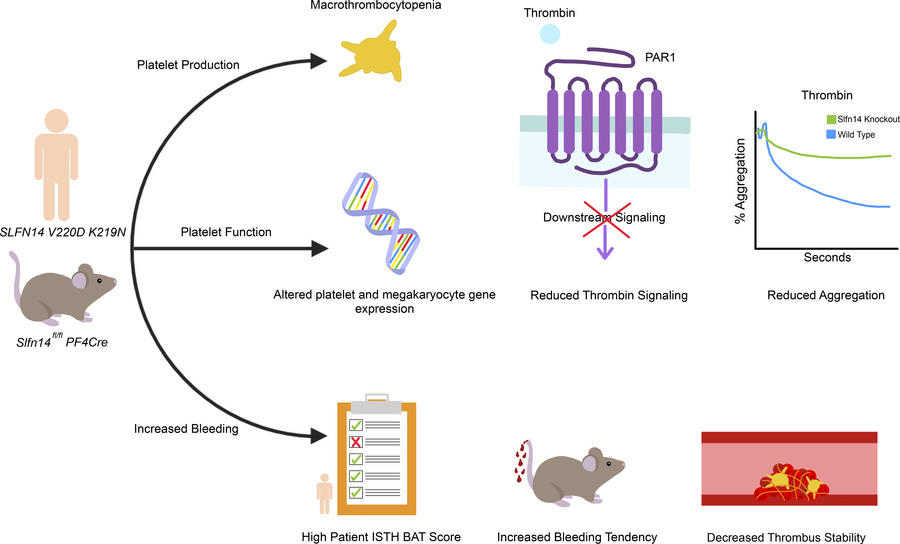 graphical abstract