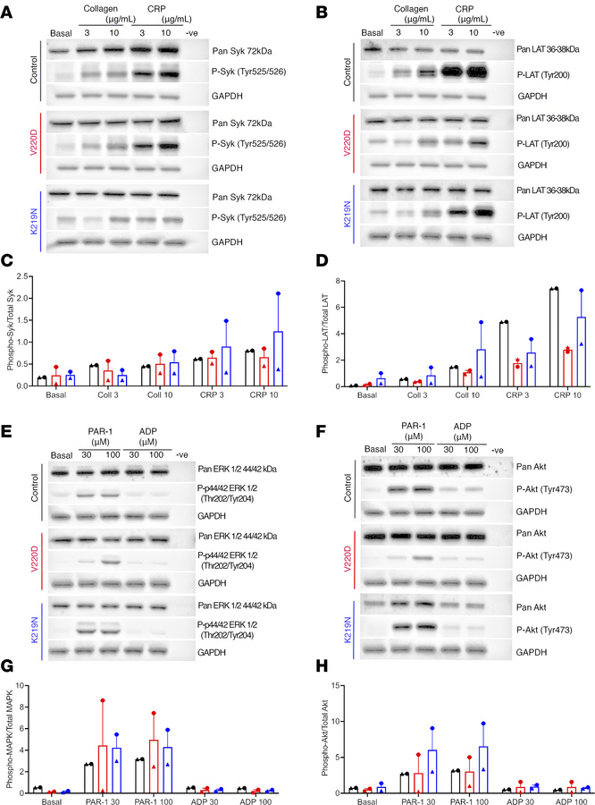 Patient-derived SLFN14 mutant platelets show reduced signaling in respon...