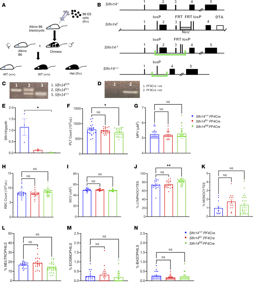 
Slfn14 PF4-Cre mice generated using a Cre/LoxP conditional KO system ha...